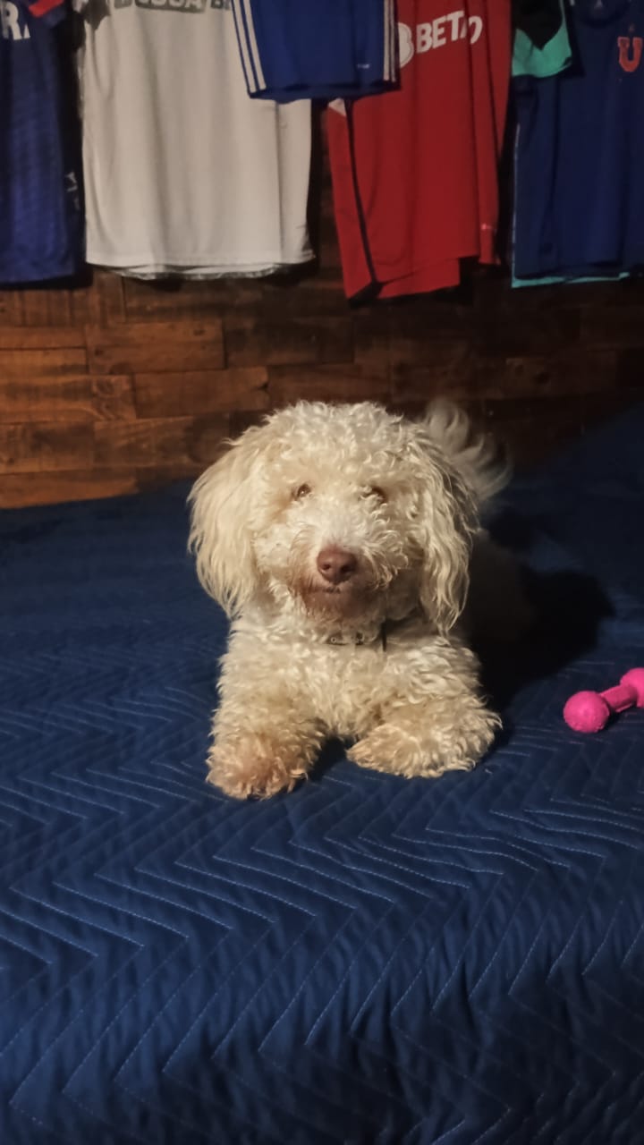Foto de perro